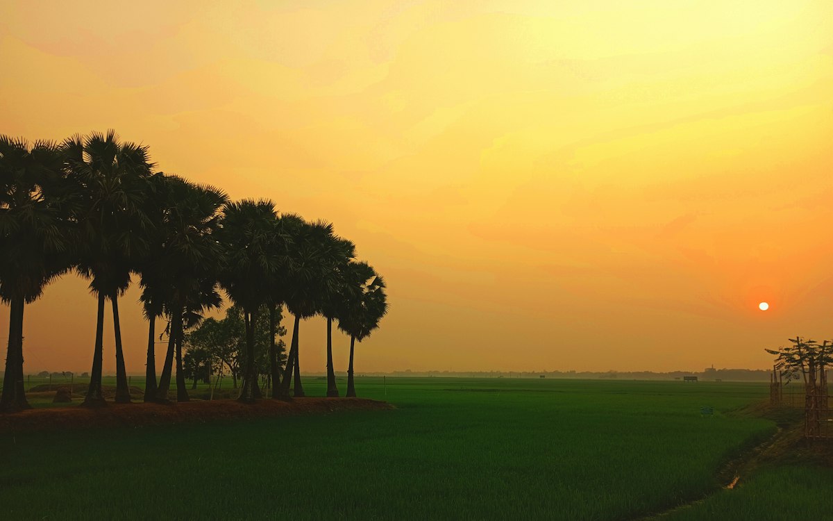 সুনামগঞ্জে হাওরে ধান কাটা উৎসব